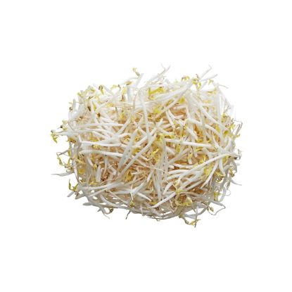 Picture of Beans Sprout