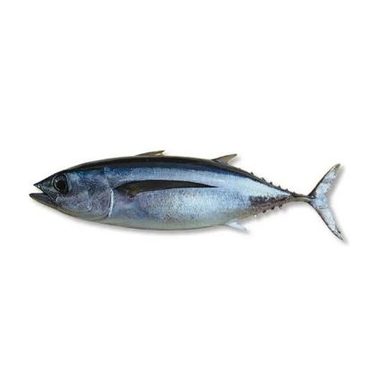 Picture of Tuna - Medium 1kg
